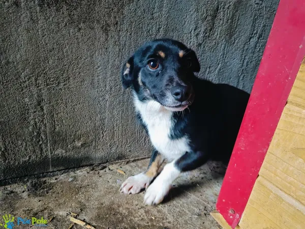 Znaleziono psa, Racławice, 15 listopada 2024 (1/3)