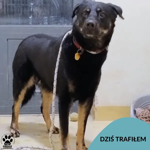 Znaleziono psa, Gdynia, 22 listopada 2024