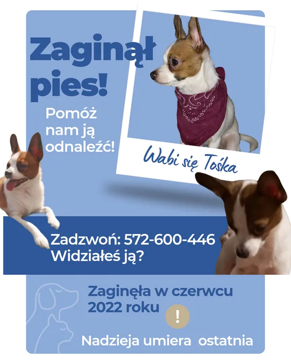 Zaginął pies, Biały Bór, 22 listopada 2024 (1/6)