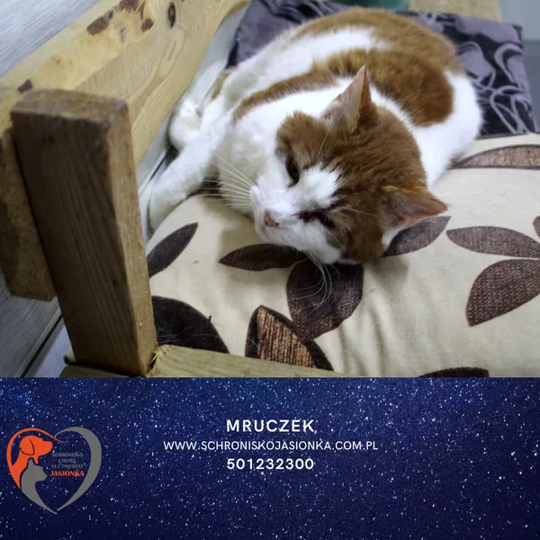 Znaleziono kota, Ciosny, 13 listopada 2024