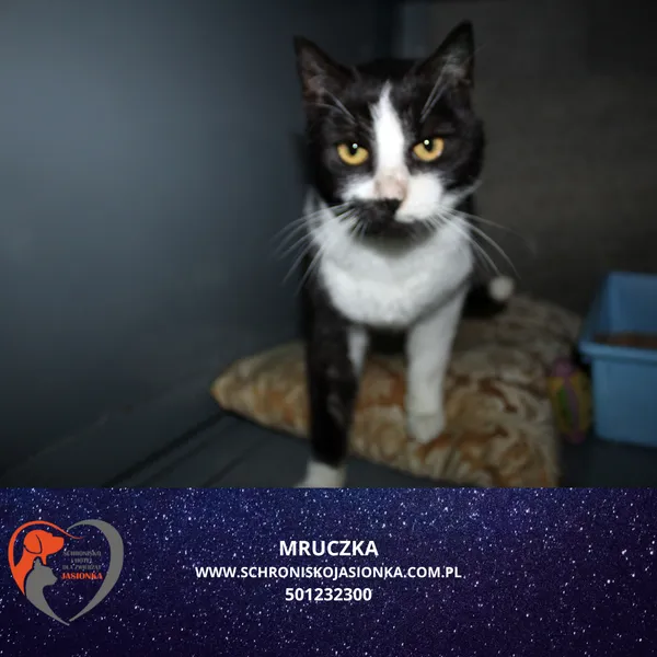 Znaleziono kota, Ciosny, 22 listopada 2024