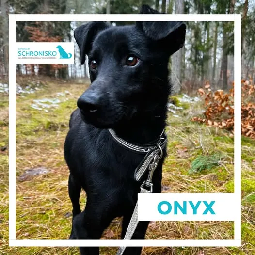 Pies do adopcji, Sosnowice, 15 listopada 2024 (1/3)