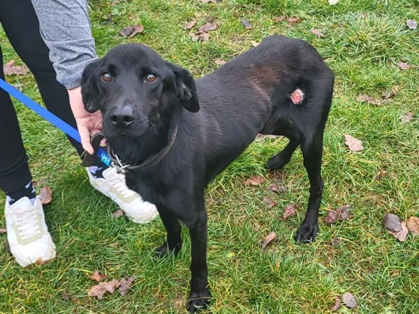 Pies do adopcji, Sosnowice, 15 listopada 2024 (2/3)