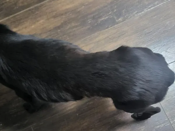 Pies do adopcji, Sosnowice, 15 listopada 2024 (3/3)