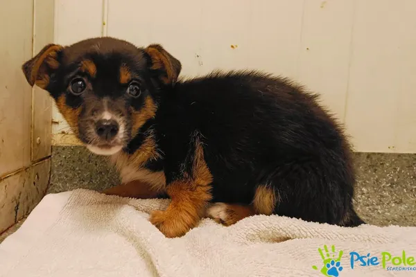 Pies do adopcji, Racławice, 20 listopada 2024 (1/3)