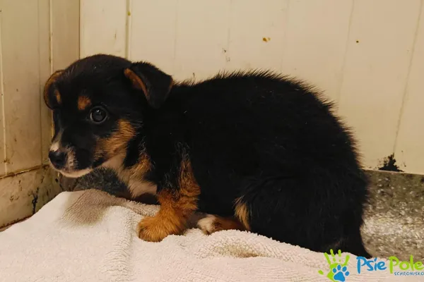 Pies do adopcji, Racławice, 20 listopada 2024 (2/3)