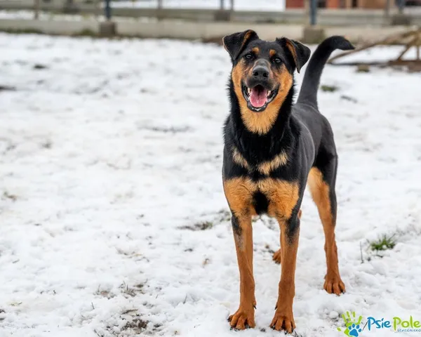 Pies do adopcji, Racławice, 21 listopada 2024 (2/5)