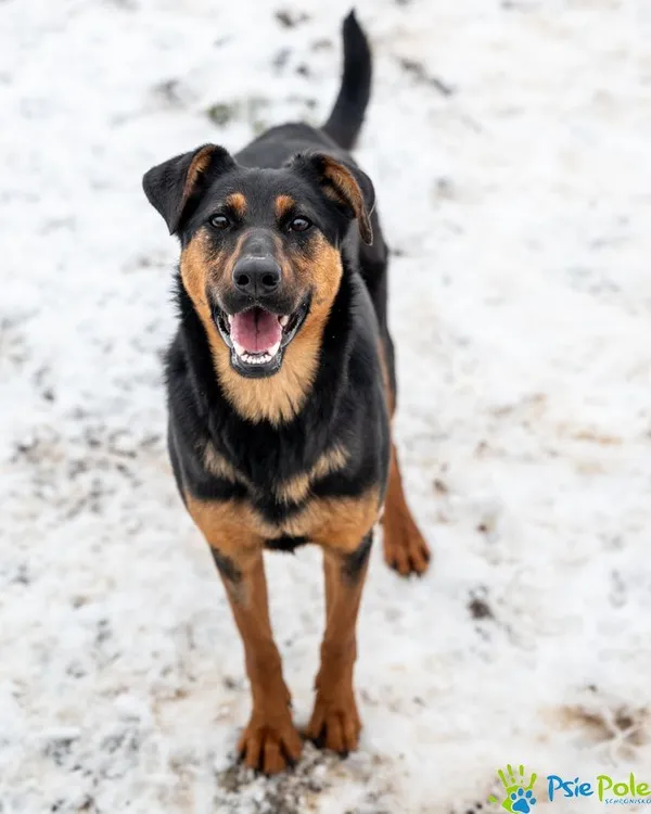 Pies do adopcji, Racławice, 21 listopada 2024 (3/5)