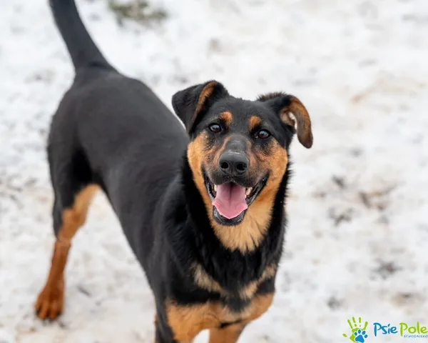 Pies do adopcji, Racławice, 21 listopada 2024 (4/5)