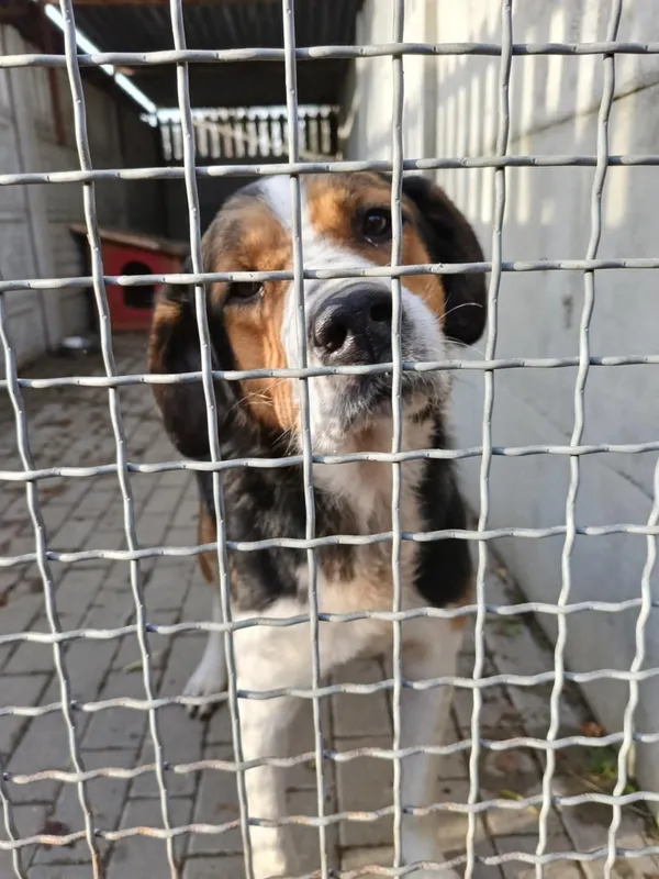 Pies do adopcji, Orzechowce, 24 listopada 2024 (1/4)