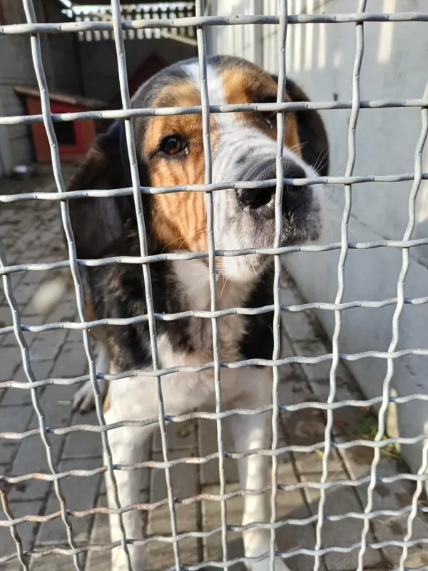 Pies do adopcji, Orzechowce, 24 listopada 2024 (2/4)