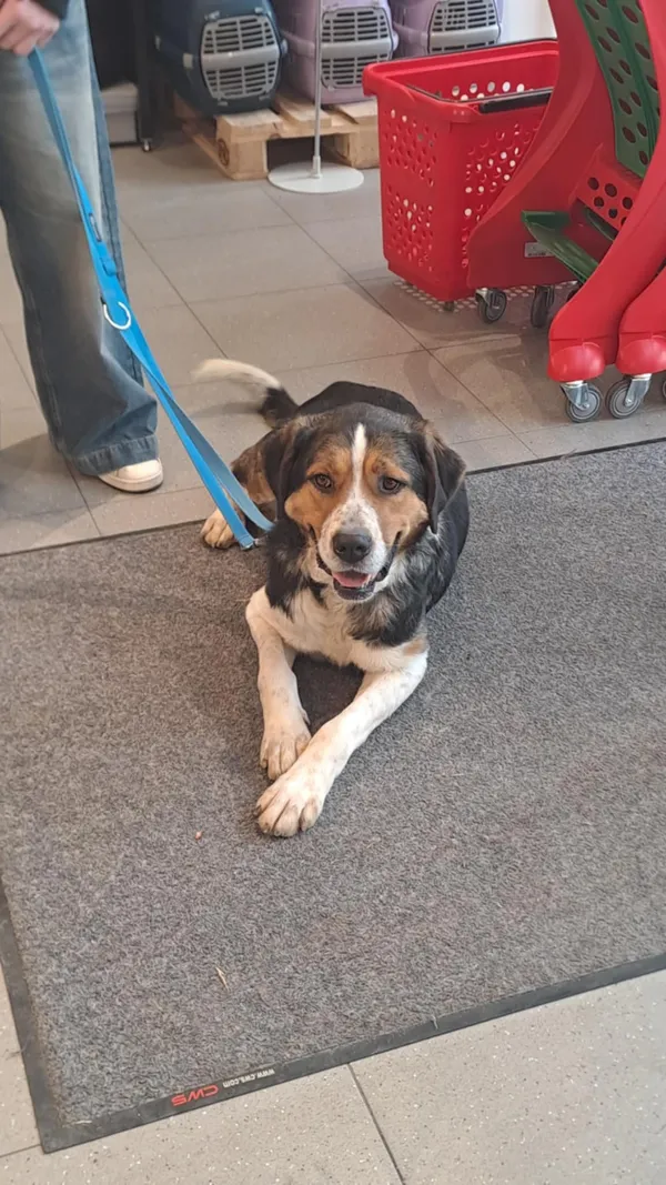 Pies do adopcji, Orzechowce, 24 listopada 2024 (4/4)