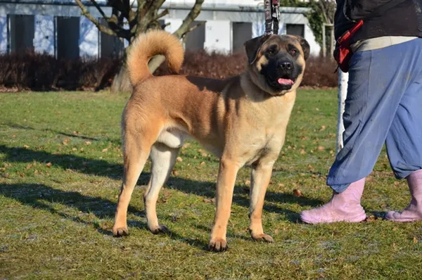 Znaleziono psa, Lublin, 25 listopada 2024