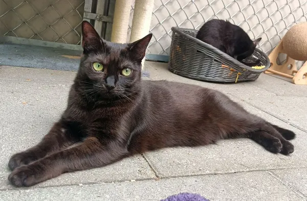 Kot do adopcji, Sopot, 25 listopada 2024 (1/5)