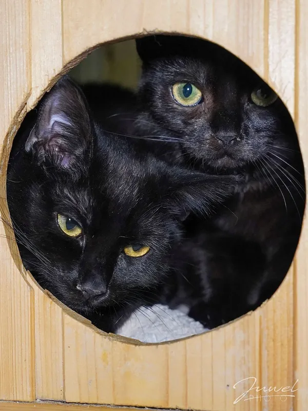 Kot do adopcji, Sopot, 25 listopada 2024 (2/5)