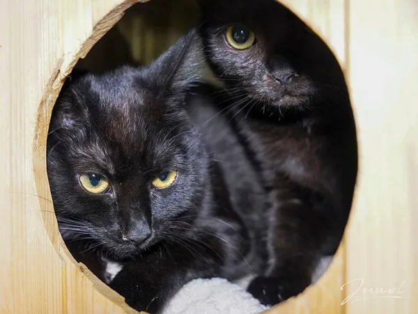 Kot do adopcji, Sopot, 25 listopada 2024 (3/5)