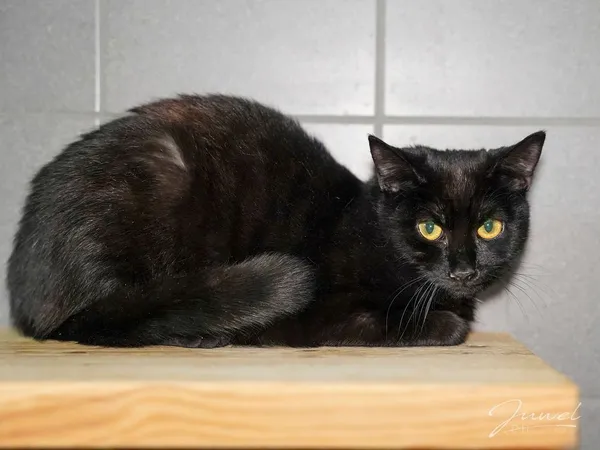 Kot do adopcji, Sopot, 25 listopada 2024 (5/5)