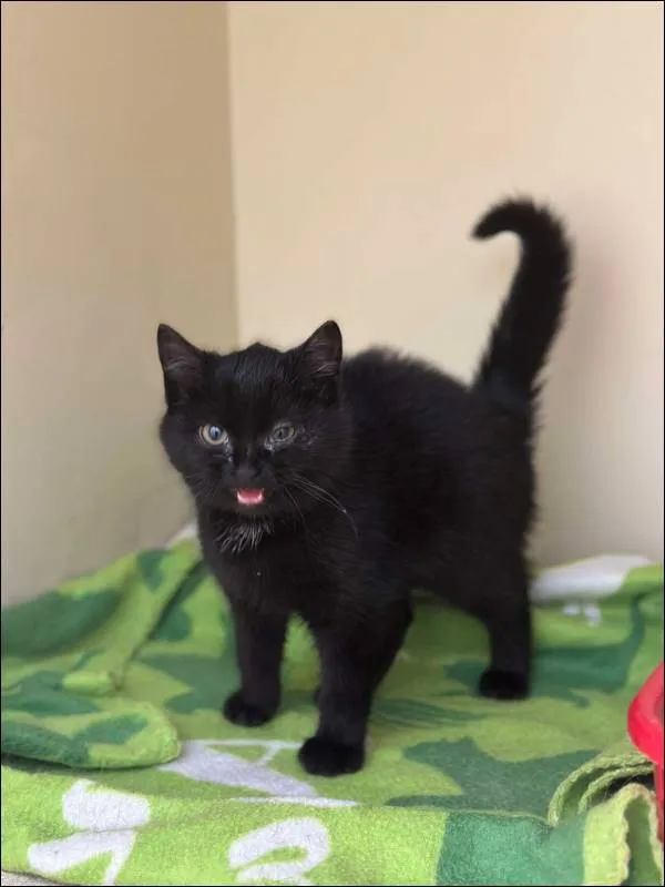 Znaleziono kota, Grudziądz, 25 listopada 2024