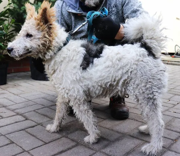 Znaleziono psa, Łódź, 5 sierpnia 2025 (2/5)