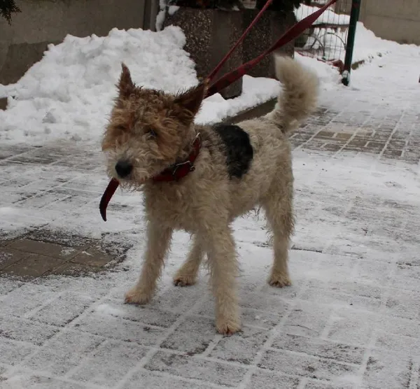 Znaleziono psa, Łódź, 5 sierpnia 2025 (3/5)