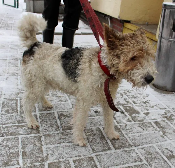 Znaleziono psa, Łódź, 5 sierpnia 2025 (4/5)