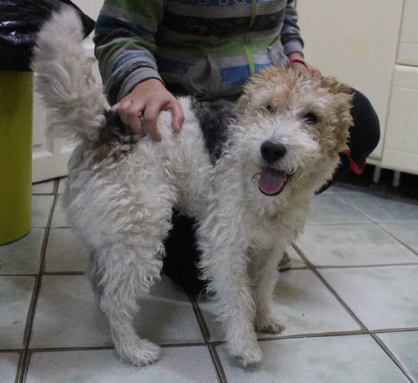 Znaleziono psa, Łódź, 5 sierpnia 2025 (5/5)