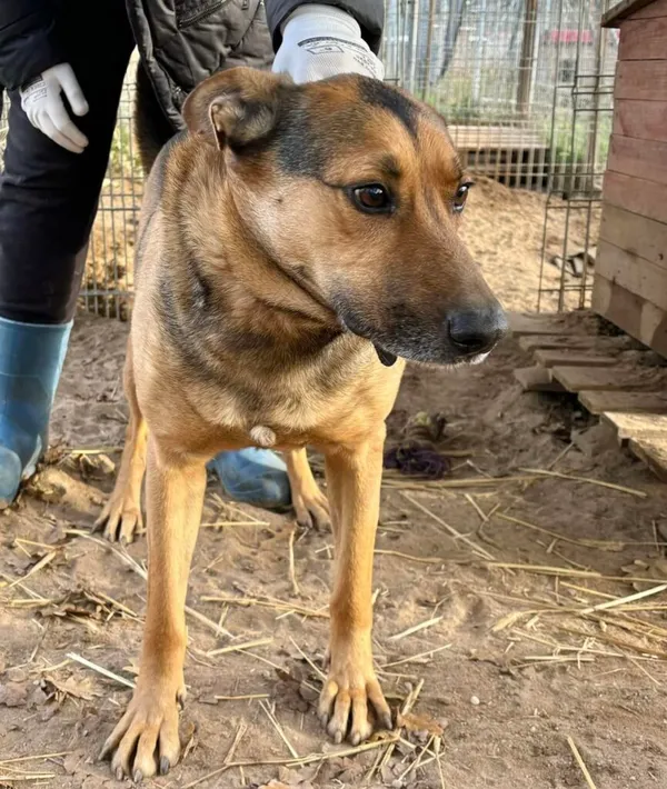 Pies do adopcji, Przyborówko, 13 lutego 2026 (1/4)