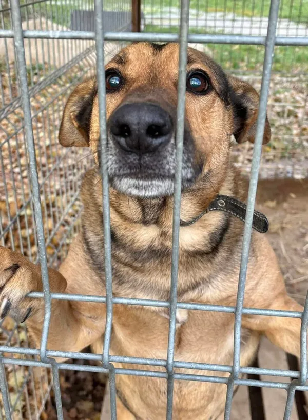 Pies do adopcji, Przyborówko, 13 lutego 2026 (2/4)