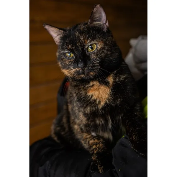 Znaleziono kota, Białystok, 26 maja 2022 (1/4)