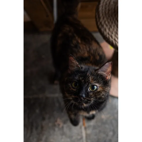 Znaleziono kota, Białystok, 26 maja 2022 (3/4)