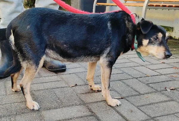 Znaleziono psa, Łódź, 26 listopada 2024 (1/5)