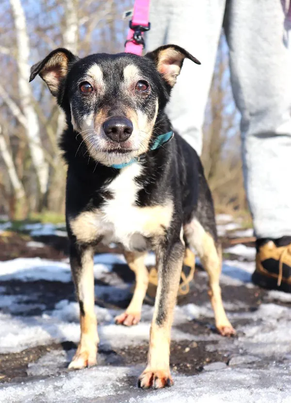 Znaleziono psa, Łódź, 26 listopada 2024 (4/5)