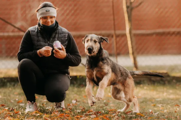 Pies do adopcji, Czartki, 27 listopada 2024 (4/5)