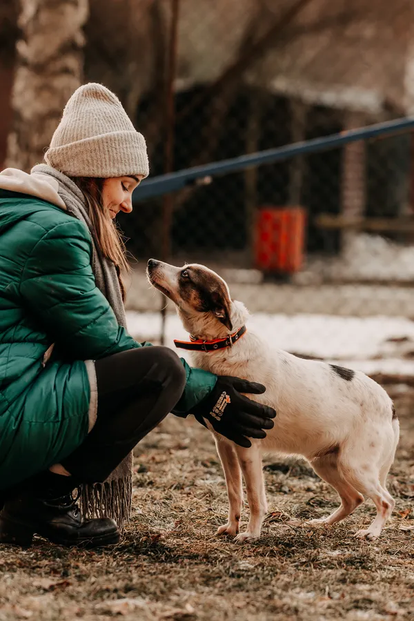 Pies do adopcji, Czartki, 27 listopada 2024 (2/5)