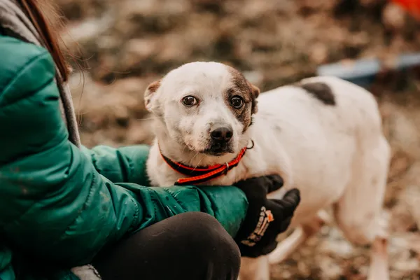 Pies do adopcji, Czartki, 27 listopada 2024 (3/5)