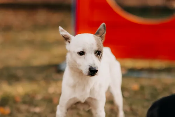 Pies do adopcji, Czartki, 27 listopada 2024 (4/5)