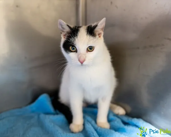 Znaleziono kota, Racławice, 25 listopada 2024 (1/5)