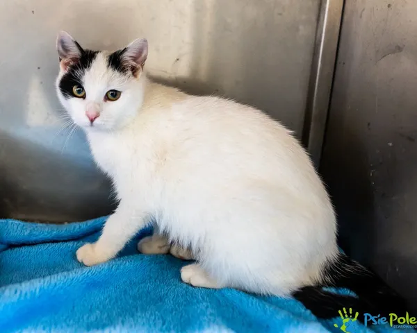 Znaleziono kota, Racławice, 25 listopada 2024 (4/5)