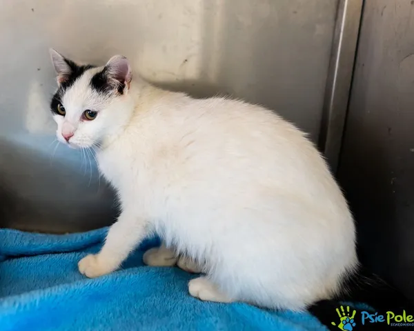 Znaleziono kota, Racławice, 25 listopada 2024 (5/5)