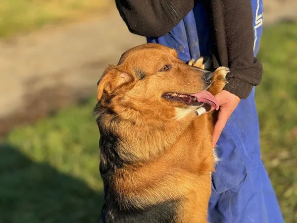 Pies do adopcji, Pieczyska, 27 listopada 2024 (3/5)