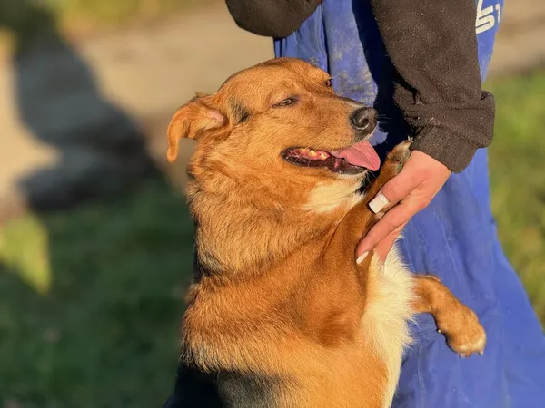 Pies do adopcji, Pieczyska, 27 listopada 2024 (4/5)