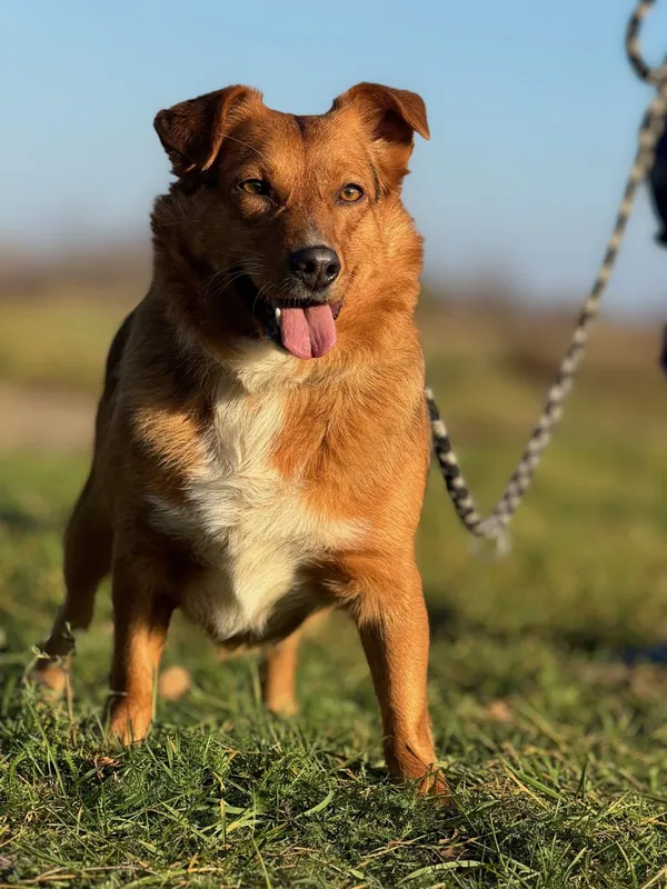 Pies do adopcji, Pieczyska, 27 listopada 2024 (5/5)