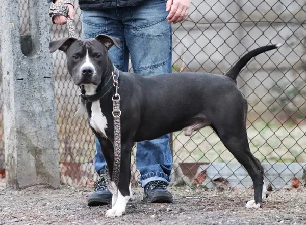 Znaleziono psa, Łódź, 27 listopada 2024 (3/5)