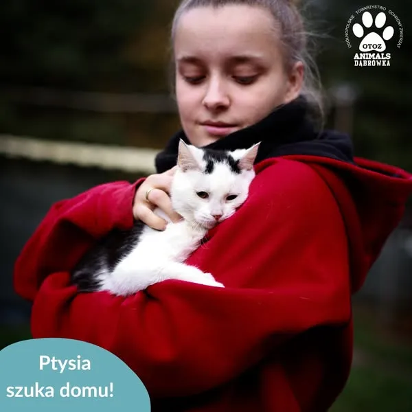 Kot do adopcji, Dąbrówka, 27 listopada 2024 (3/5)