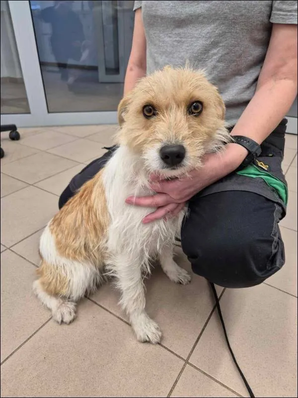 Znaleziono psa, Grudziądz, 28 listopada 2024