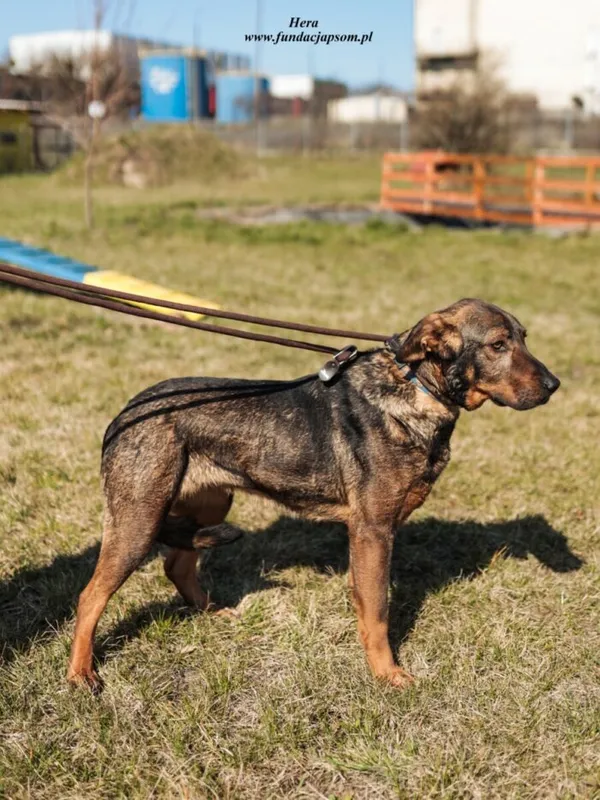 Pies do adopcji, Nowy Dwór Mazowiecki, 28 listopada 2024 (2/4)