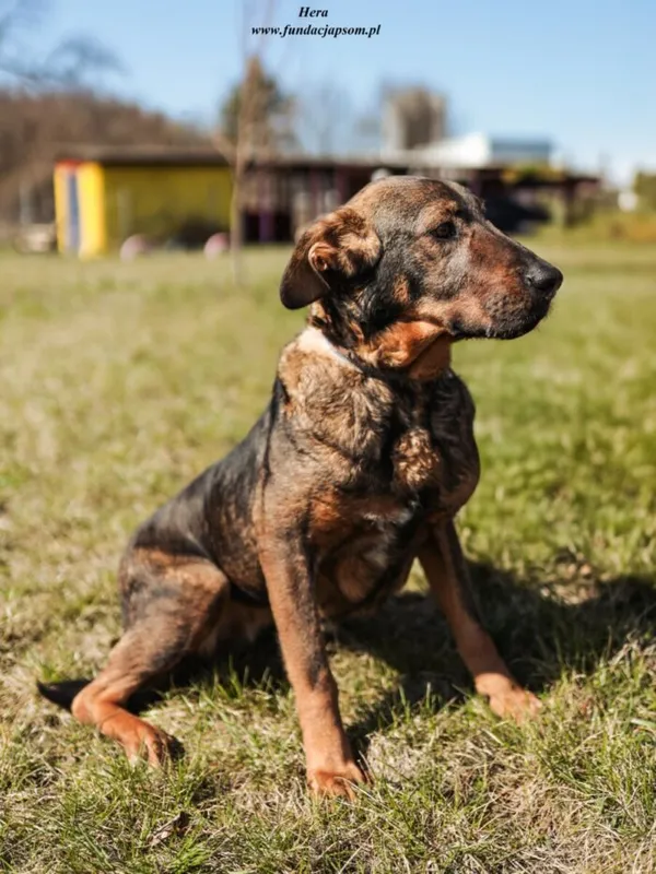 Pies do adopcji, Nowy Dwór Mazowiecki, 28 listopada 2024 (3/4)