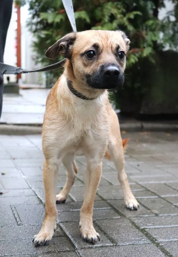 Znaleziono psa, Łódź, 27 listopada 2024 (1/5)