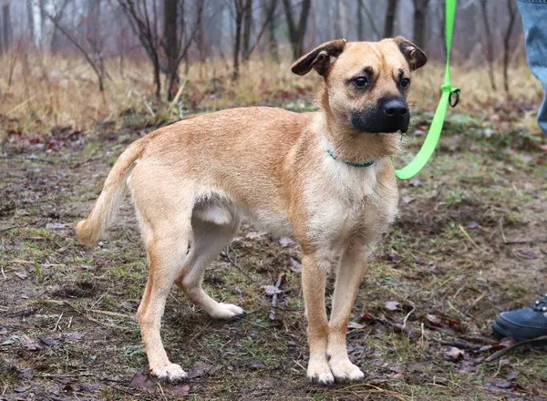 Znaleziono psa, Łódź, 27 listopada 2024 (4/5)