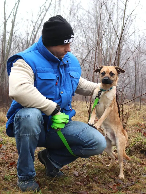 Znaleziono psa, Łódź, 27 listopada 2024 (5/5)